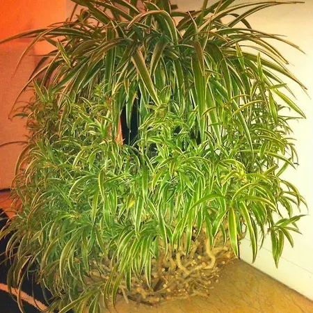 招待所 罗密欧设计客房酒店 2*